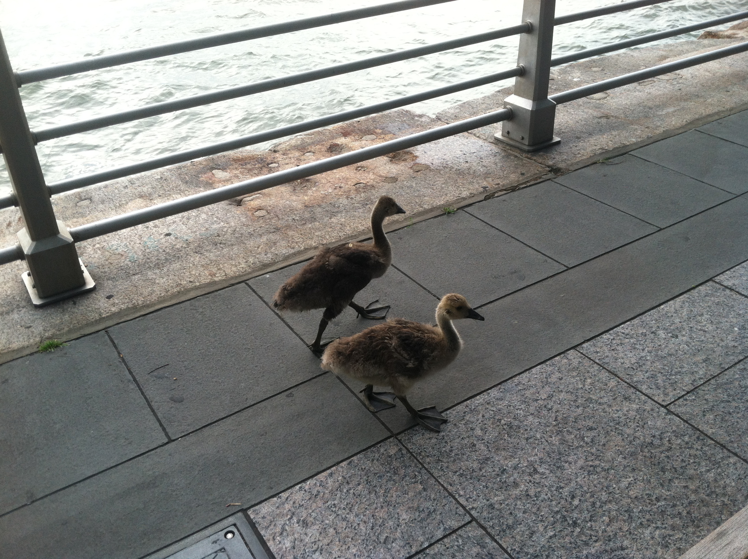 two sibling goslings